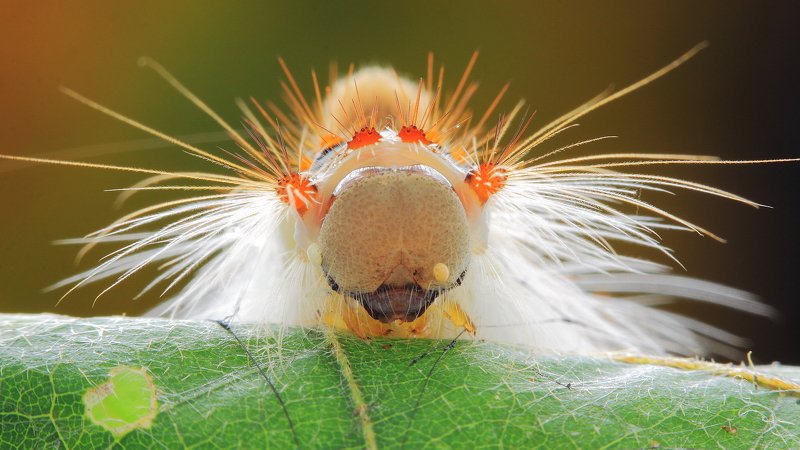 Perina nuda фото превью