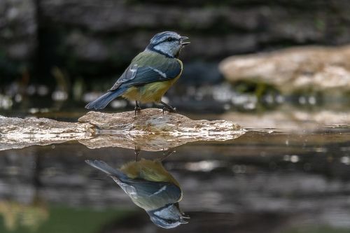 Blue tit at drinkstation
