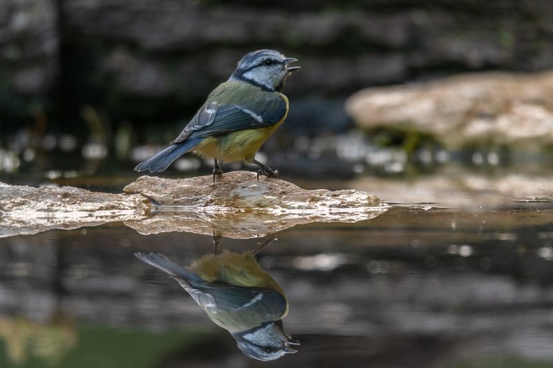 tit; sparrows;bird; france;dirnkstation Blue tit at drinkstation фото превью