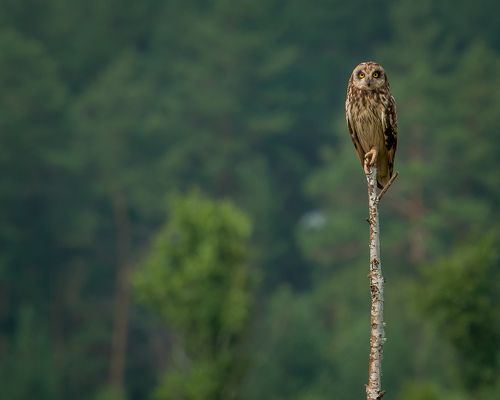 Болотная сова