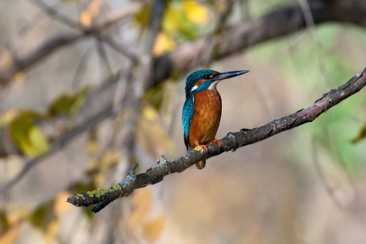 зимородок, Алексей Рыльский