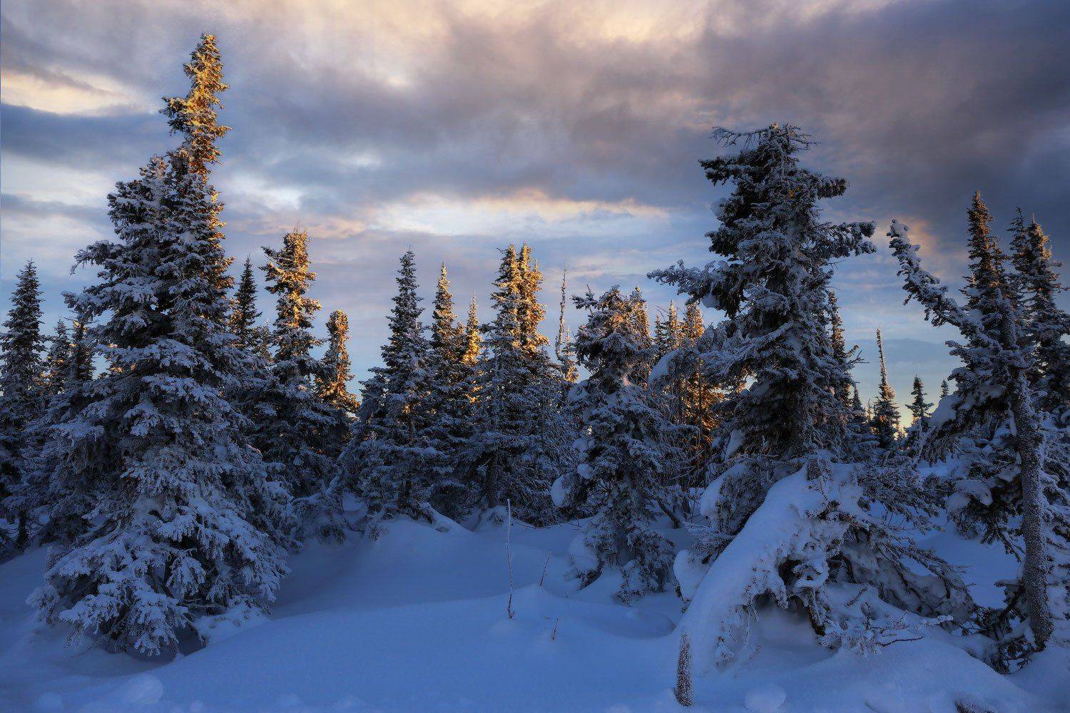 , Галина Хвостенко