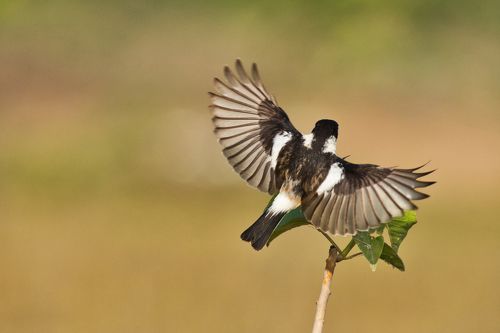 Common Stonechat