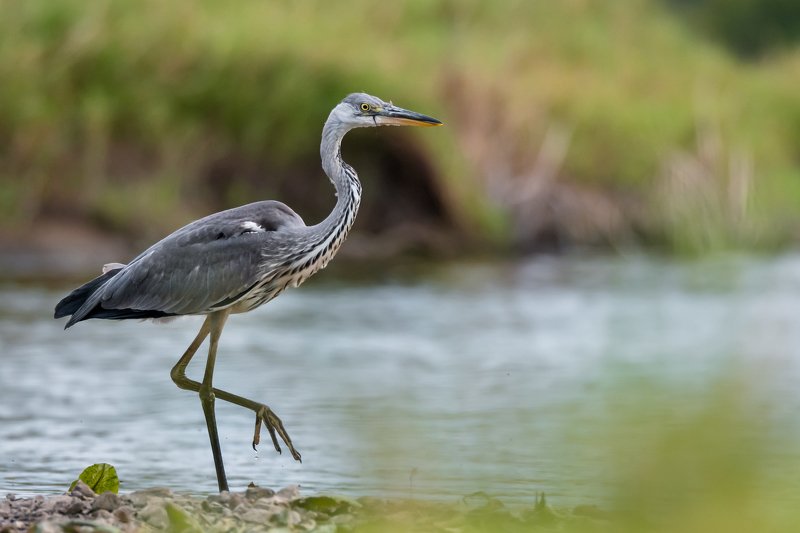серая цапля, вода, Москва река, птица в воде, Ardea cinerea, серый, цапля на мели, изгибы, птица с длинной шеей, серая птица Будни рыболова фото превью