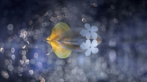 Flowers in the valley of dreams