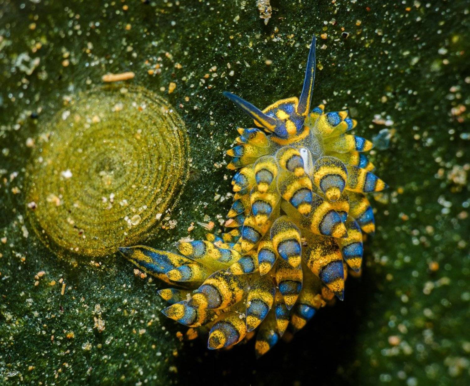 , Андрей Савин