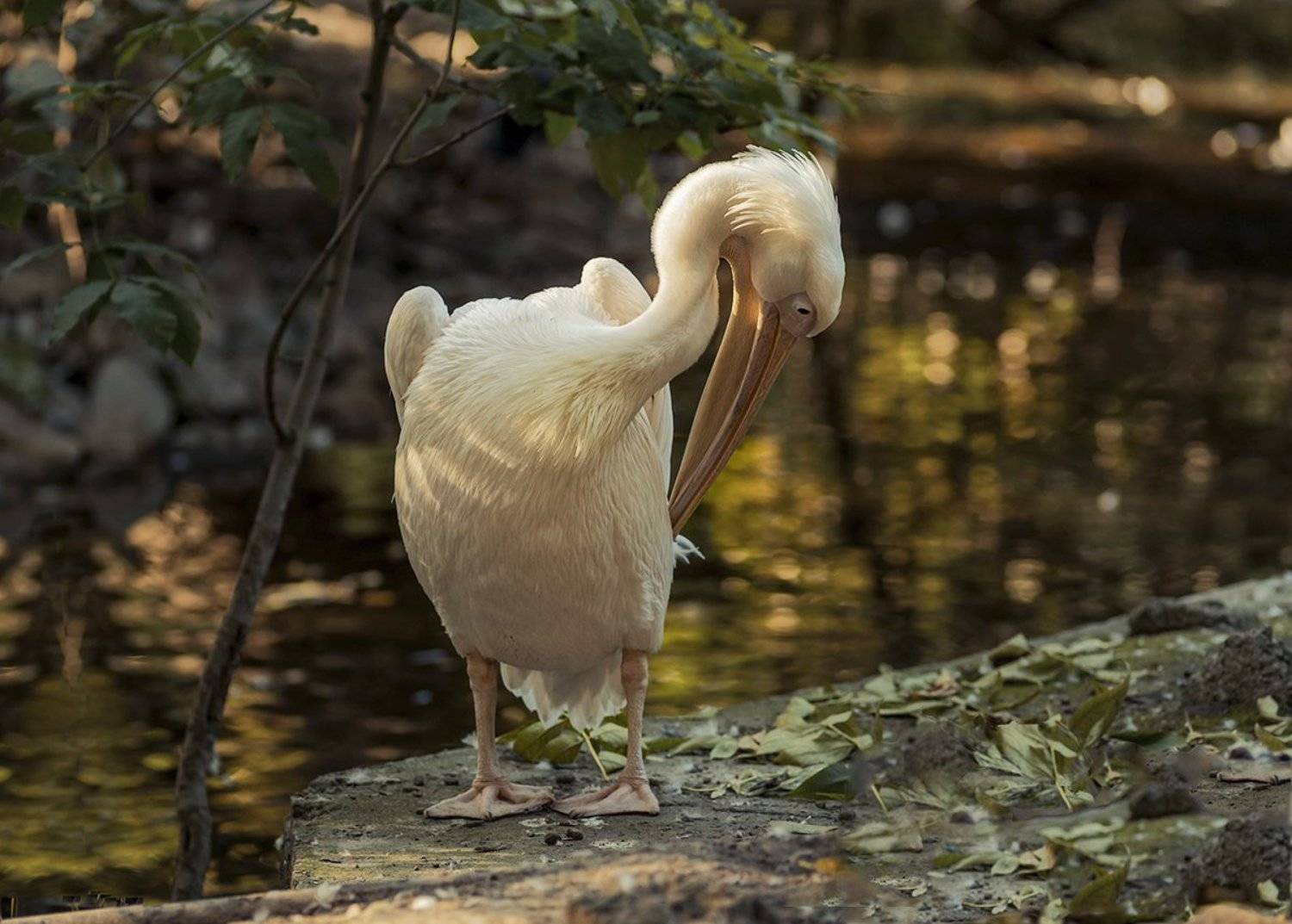 пеликан, Татьяна Москальчук