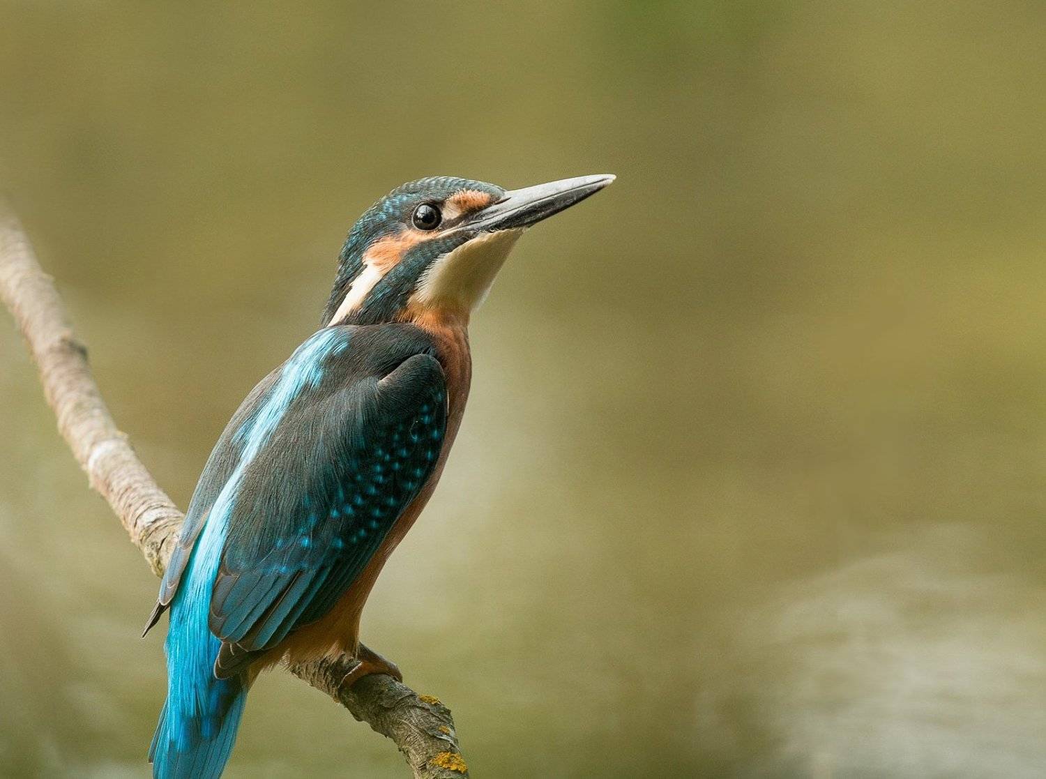 bird, kingfisher, wildlife, зимородок, птицы, Алексей Юденков