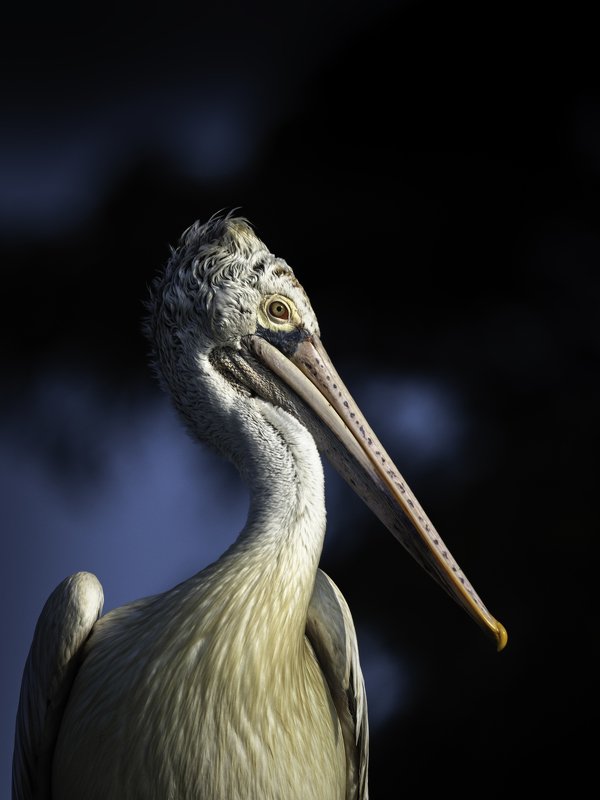 Spot-billed pelican фото превью