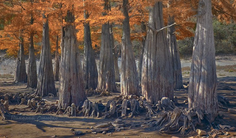 сукко кипарисы Жажда фото превью