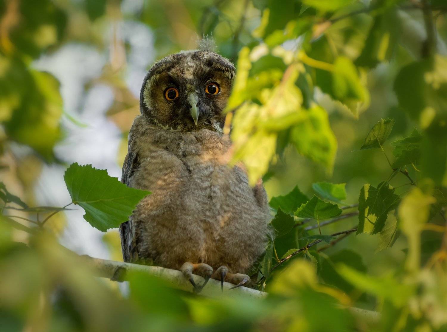 птица, сова, совёнок,, Марина Мочалова