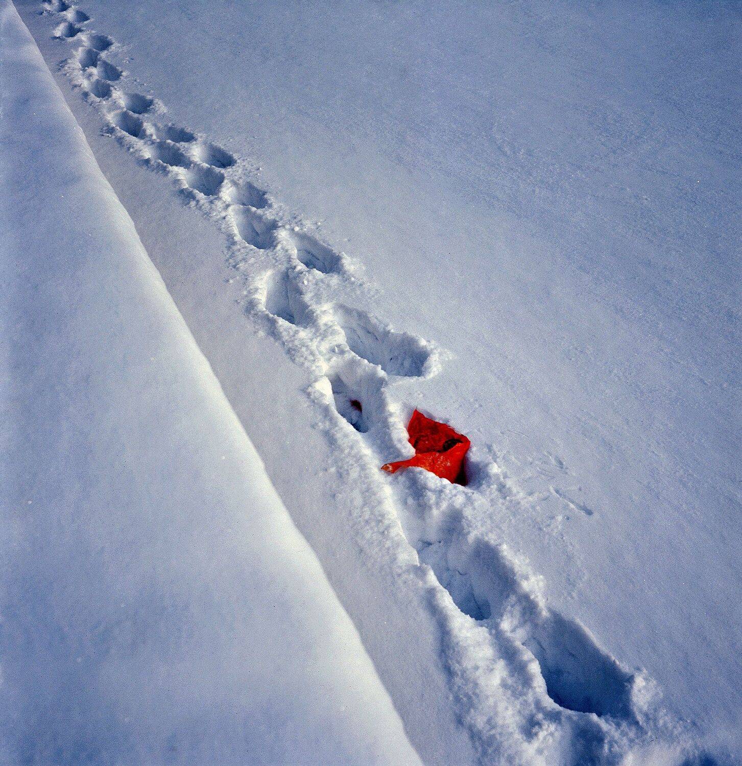 следы, кровавый след, цепочка, снег, целеустремленность, Дмитрий Ткаченко