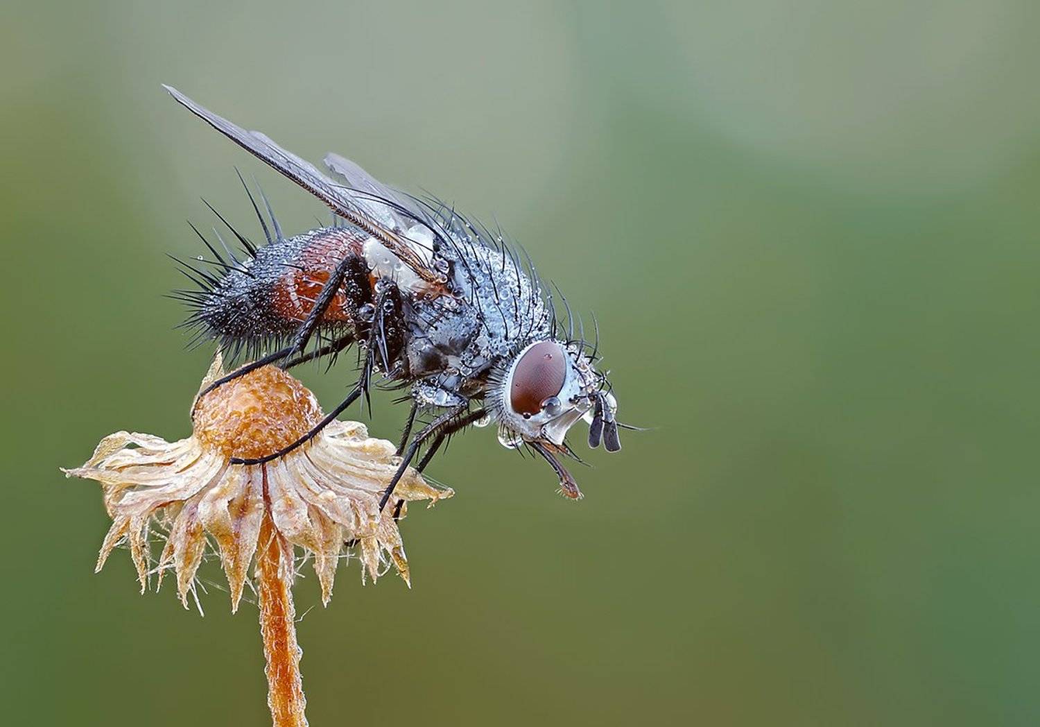 , Чепленко Алексей
