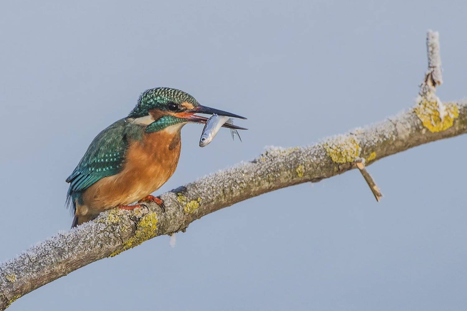 птица, зимородок, Михаил Агеев