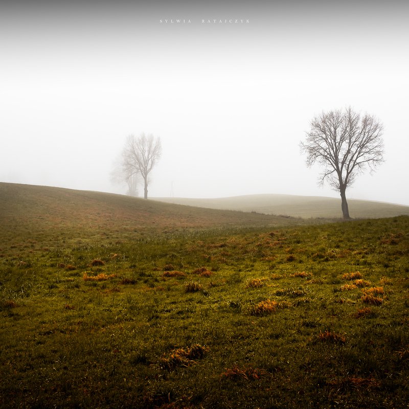 Trees фото превью