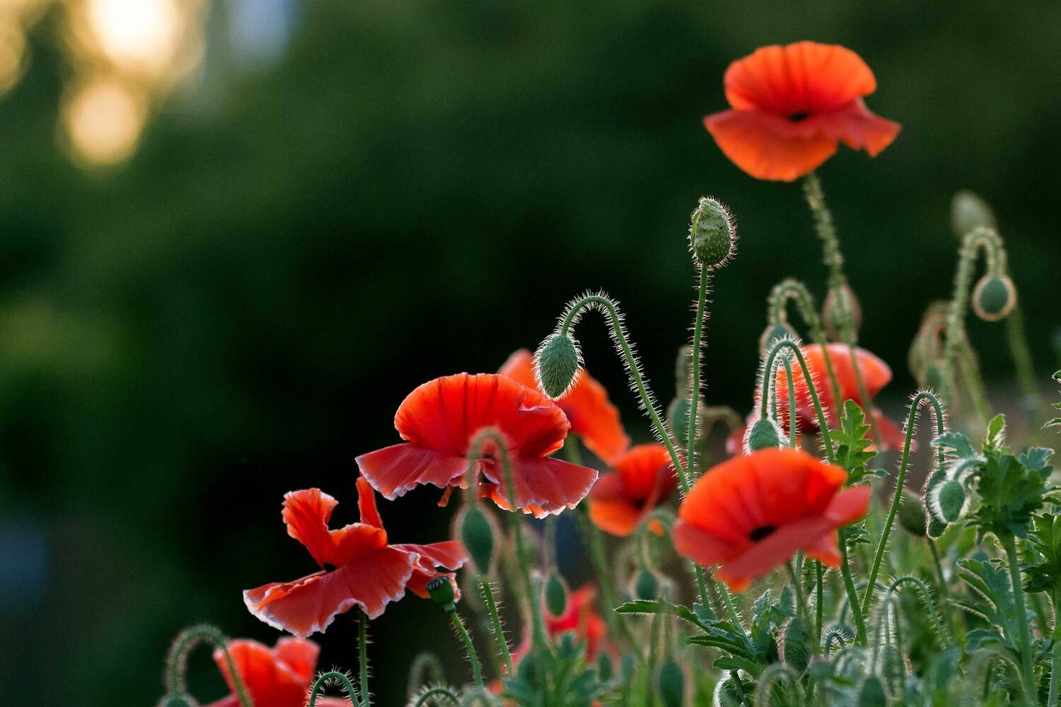 , Мария Чепрасова