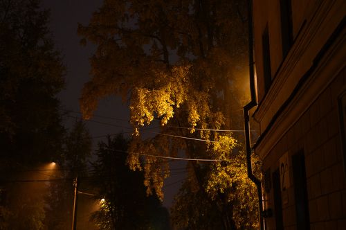 Жёлтые листья