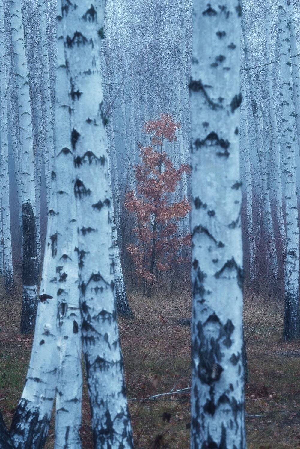 В берёзовой роще . Автор: Oleg Feofanov , Oleg Feofanov