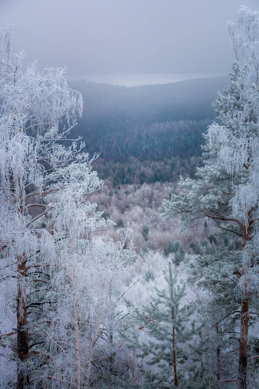 лес зима иней туман, Жданов Дмитрий