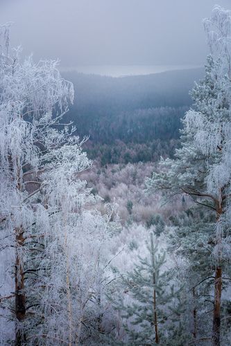 Серебрёный лес