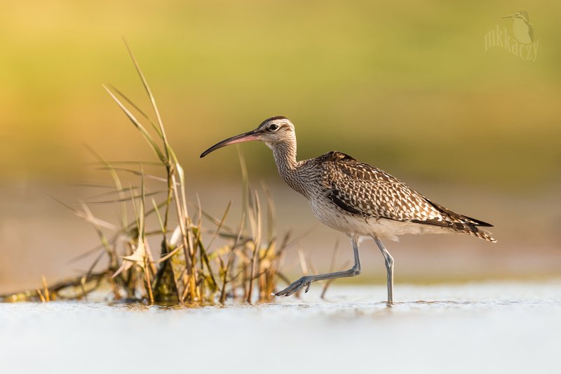 kulik mniejszy фото превью