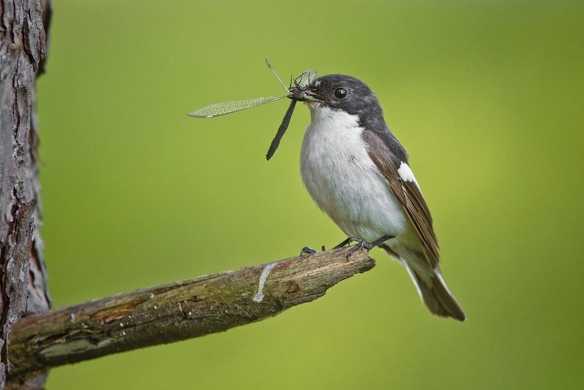 , Вилюнов Дмитрий