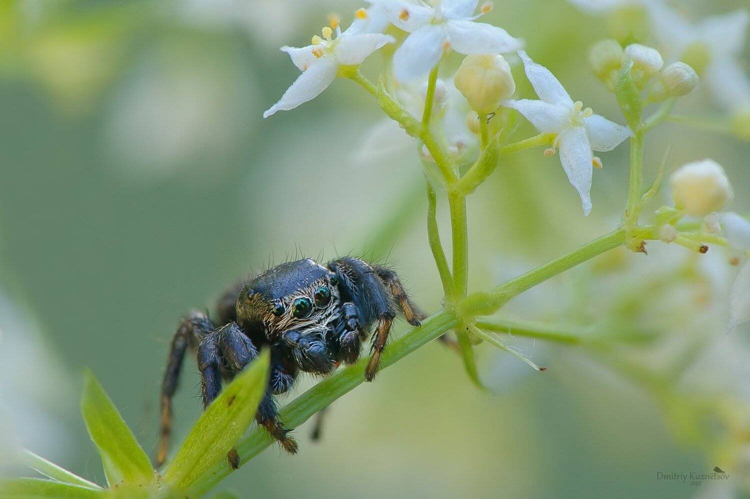 , Кузнецов Дмитрий