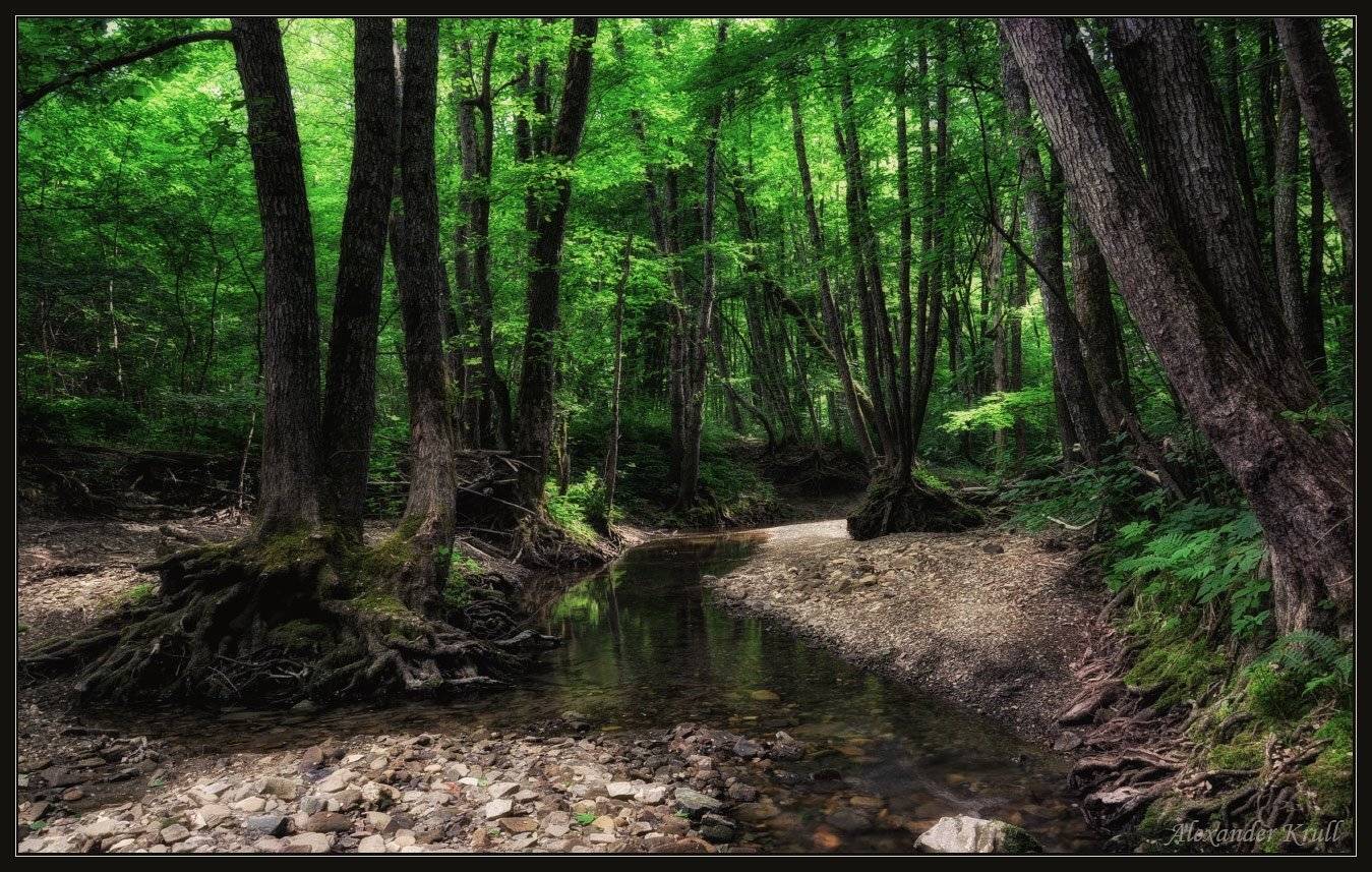ручей, лес, Александр Круль