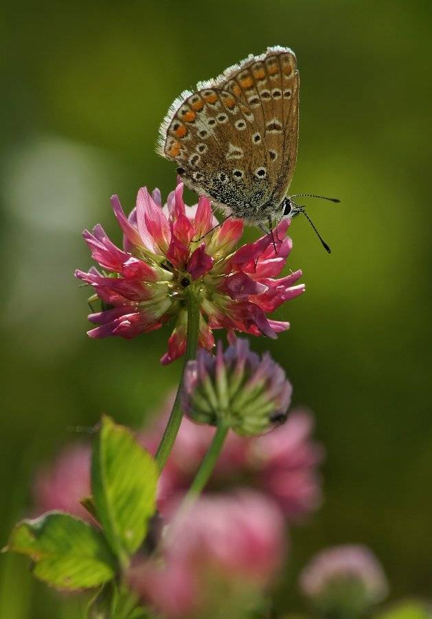 , Чепленко Алексей