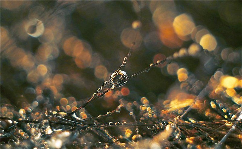 * фото превью