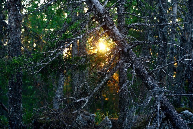 Утро в дремучем лесу фото превью