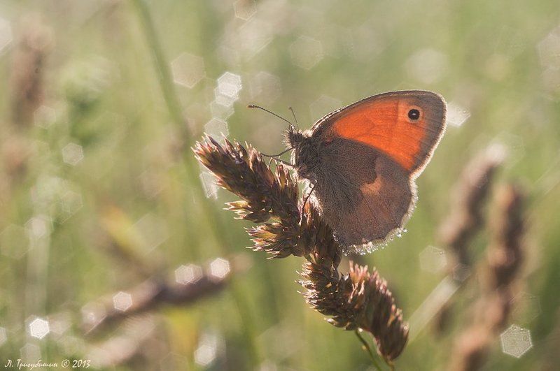 Водные процедуры фото превью