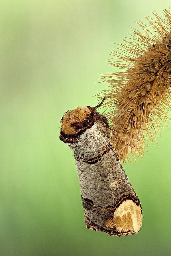 , Сергей Таланов