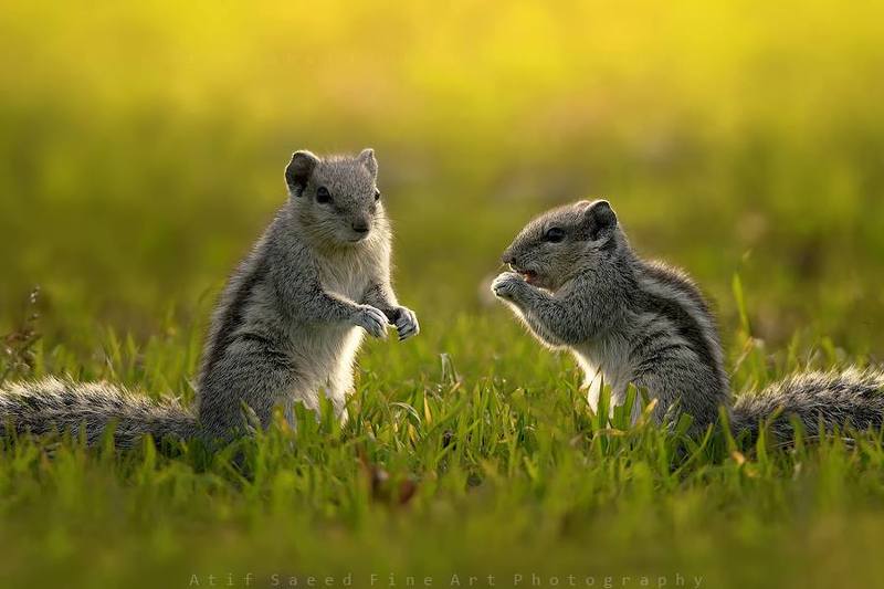 ! фото превью