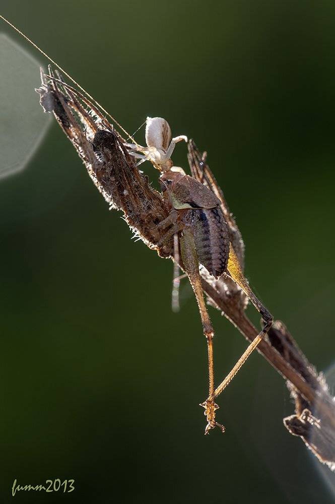 , Игорь ФУММ