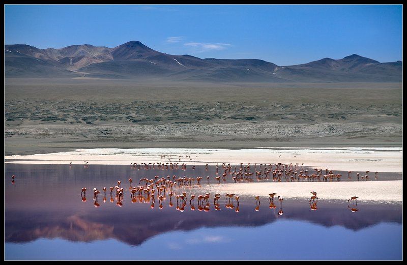 Альтиплано, Анды, Боливия, Фламинго Лагуна Колорадо фото превью