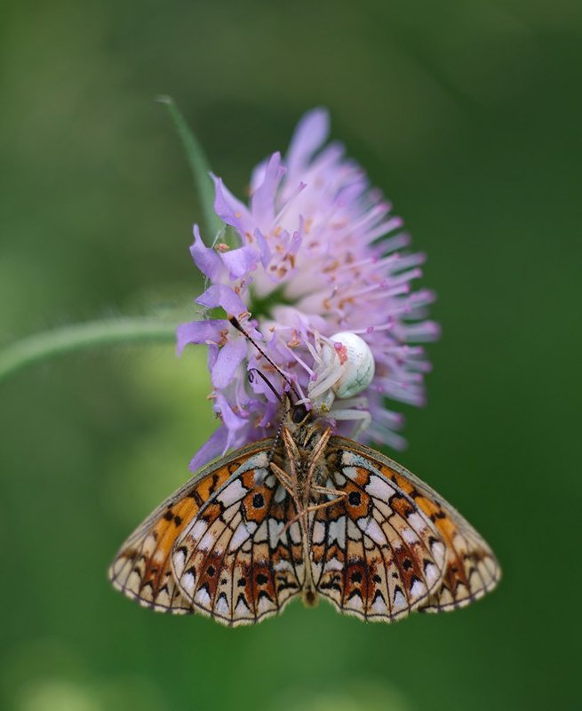 бабочка, макро, паук, паук и жертва, хищник и жертва И, на ушко нашепчу... фото превью