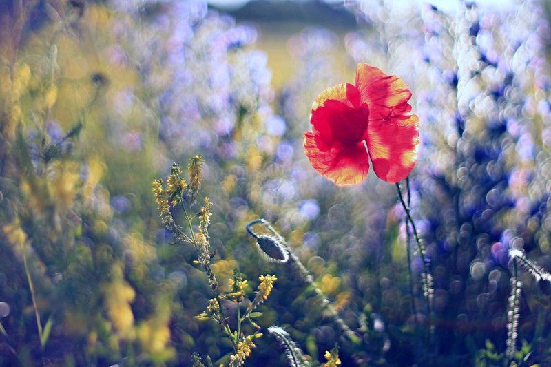 *** фото превью