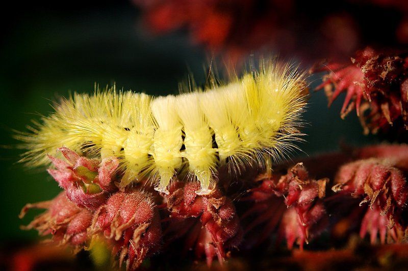 гусеница, краснохвост Похождения одной гусеницы фото превью