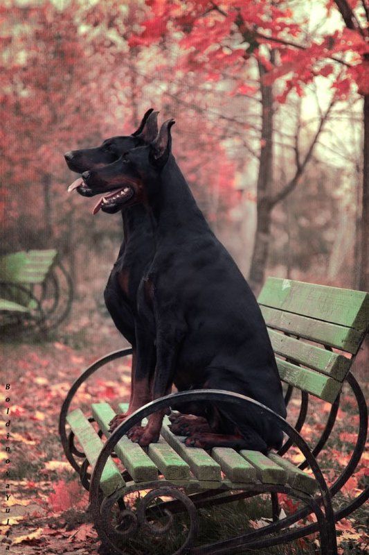 Влюбленный Шекспир фото превью