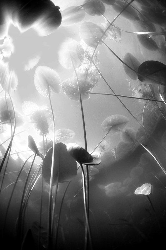 ч/б фото превью