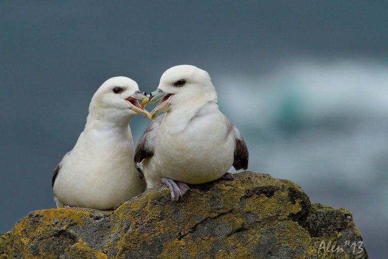 парочка фото превью