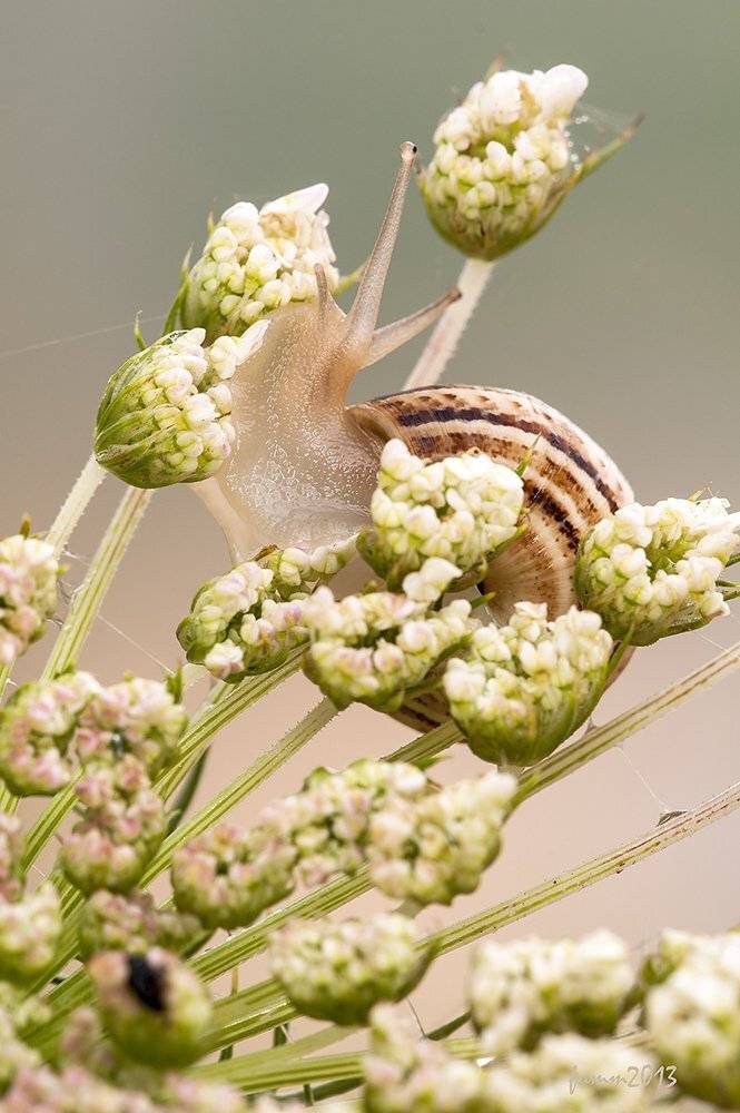 , Игорь ФУММ