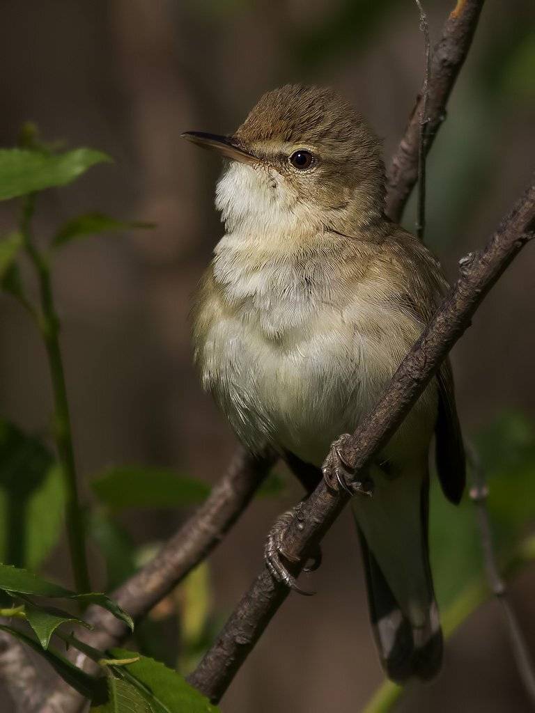 , Ляпустин Юра