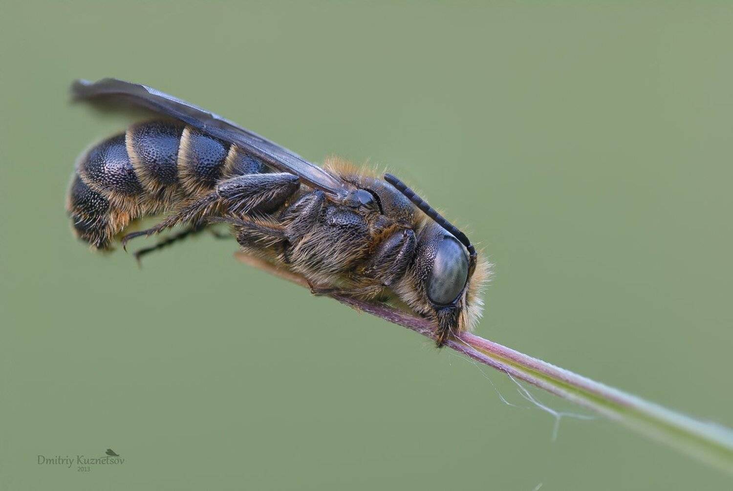 , Кузнецов Дмитрий