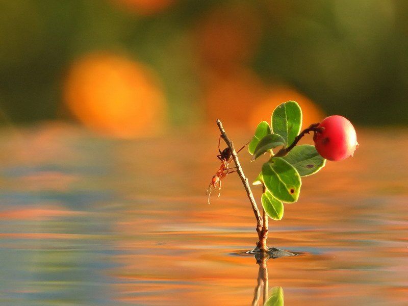 муравей Должна клюнуть по-настоящему крупная рыба фото превью