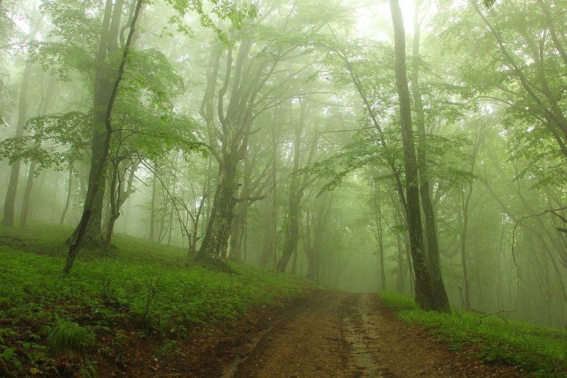 В буковом лесу фото превью