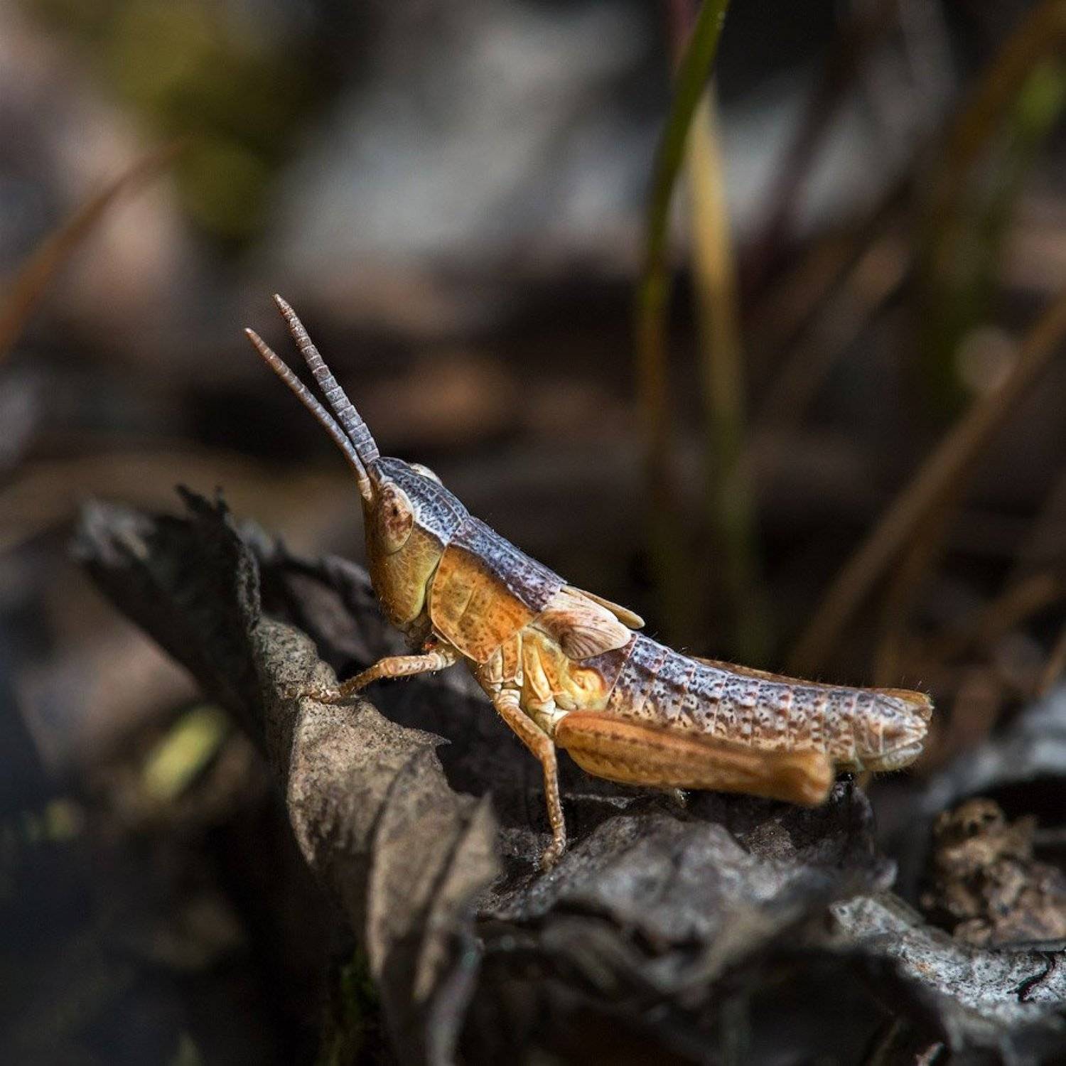 Кузнечик, Макро, Лазарев Александр