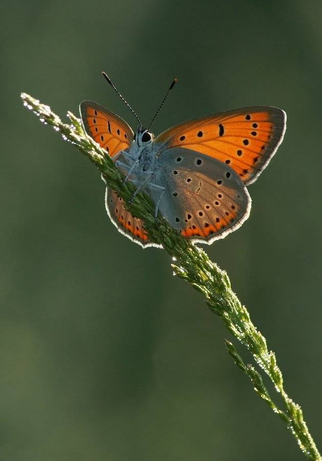 , Чепленко Алексей