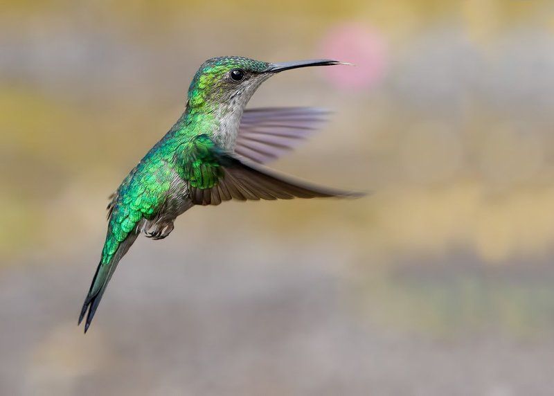 Колибри, Колибри-лесная нимфа., Птицы Дразнилка фото превью
